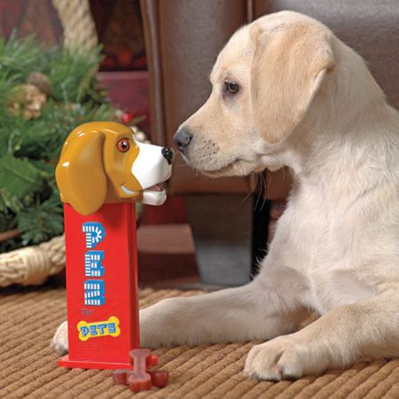 Christmas Gifts For Your Dog - Pampering Your Pet