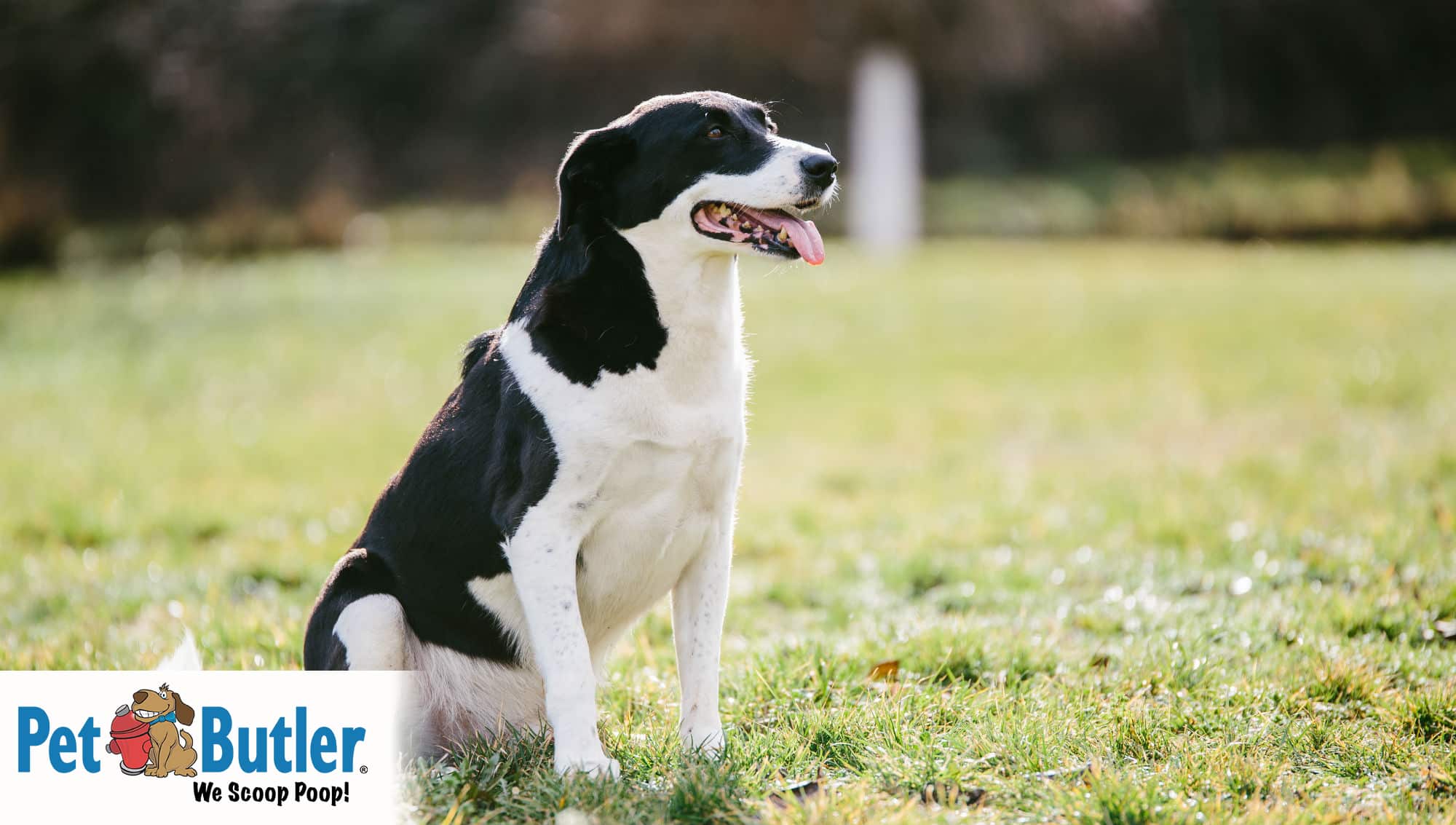 Dog deals breed jobs