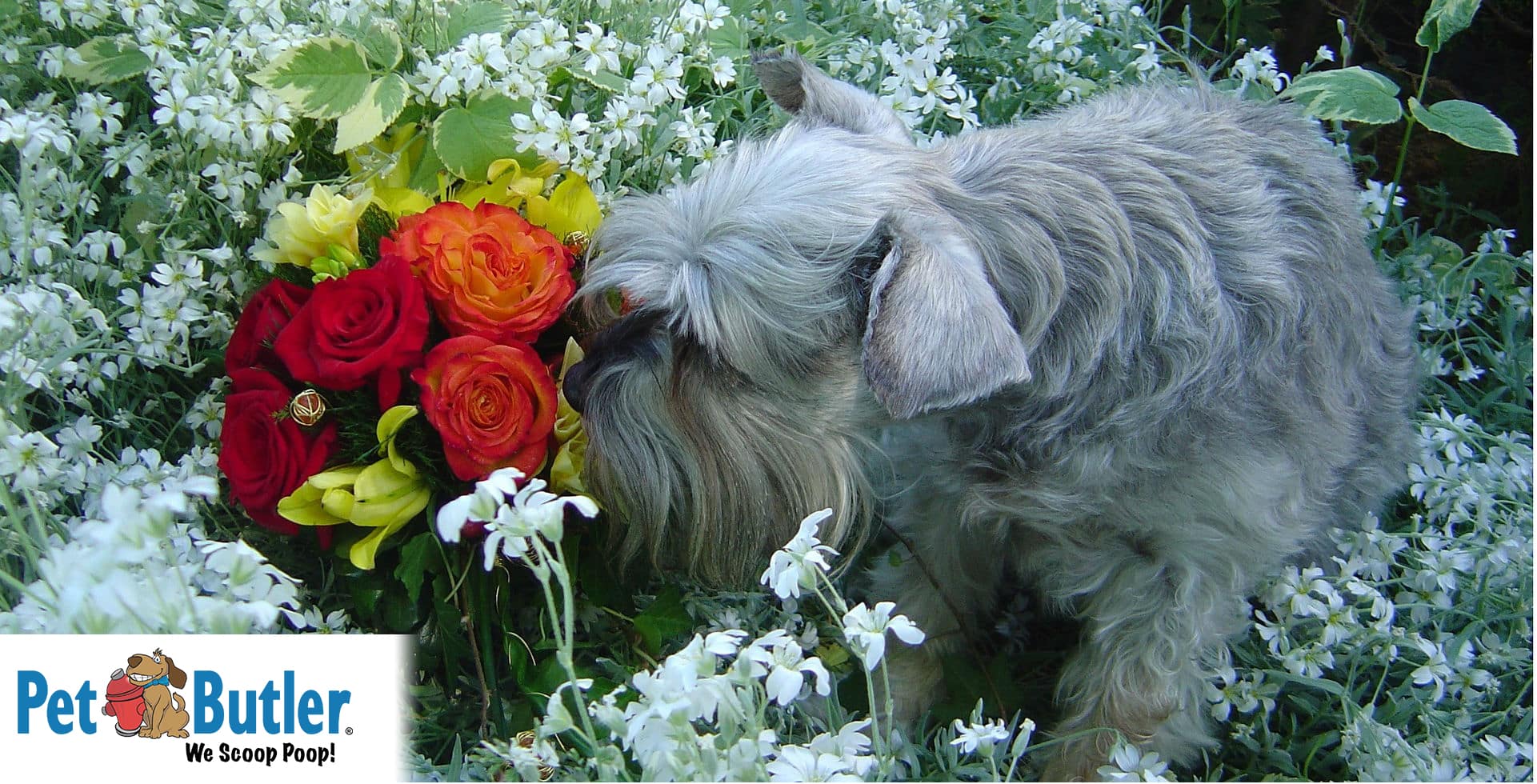 10 Plants That are Poisonous to Pets