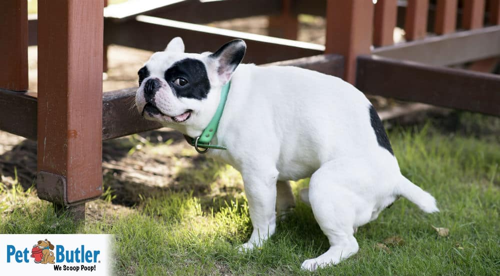 how do i disinfect my lawn after dog poop