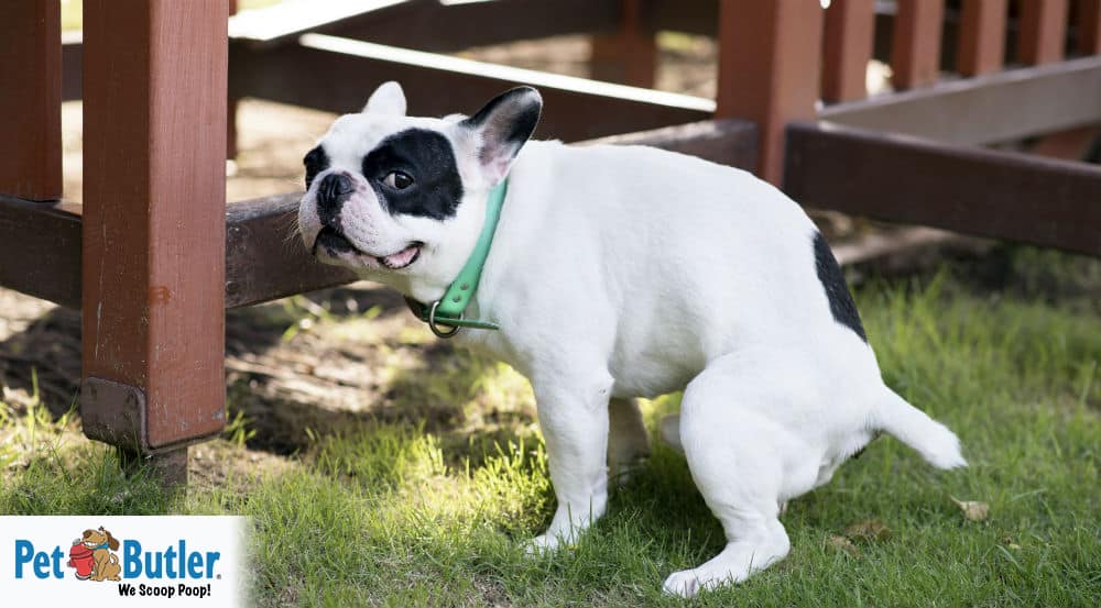 can you use dog poop in your garden