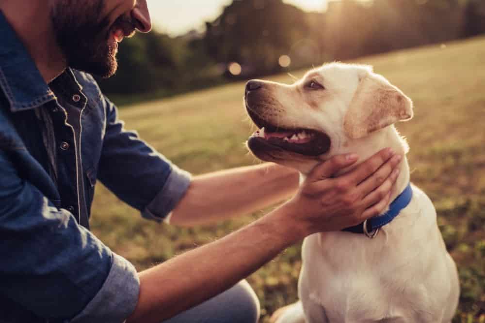 can dogs live with lymphoma