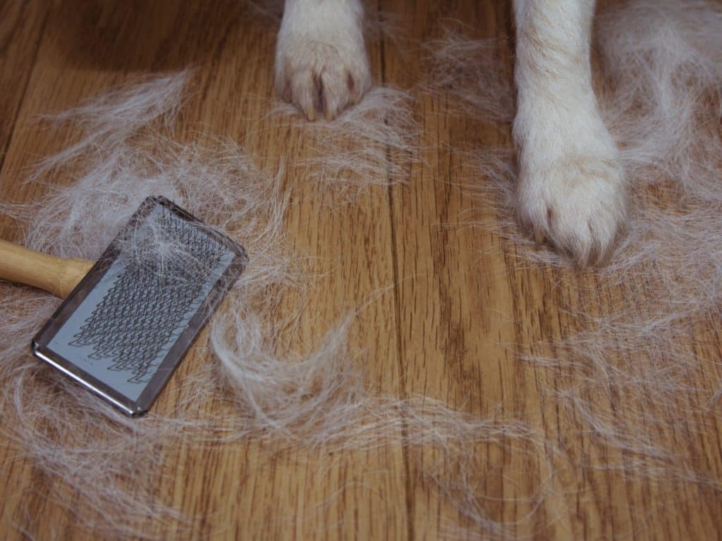 dog hair shedding