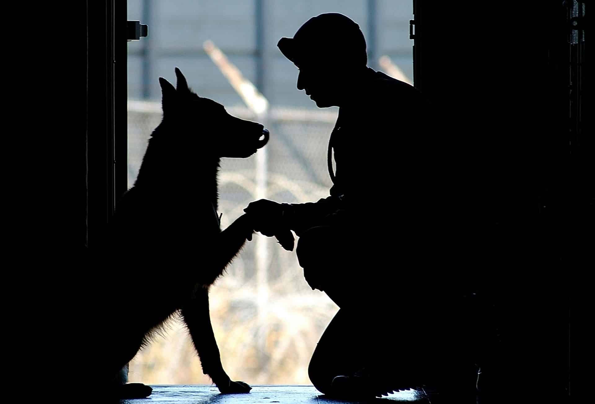 what happens to military dogs after retirement