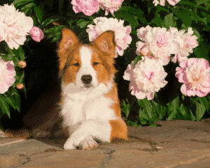 Flowers That Are Safe For Your Pets image