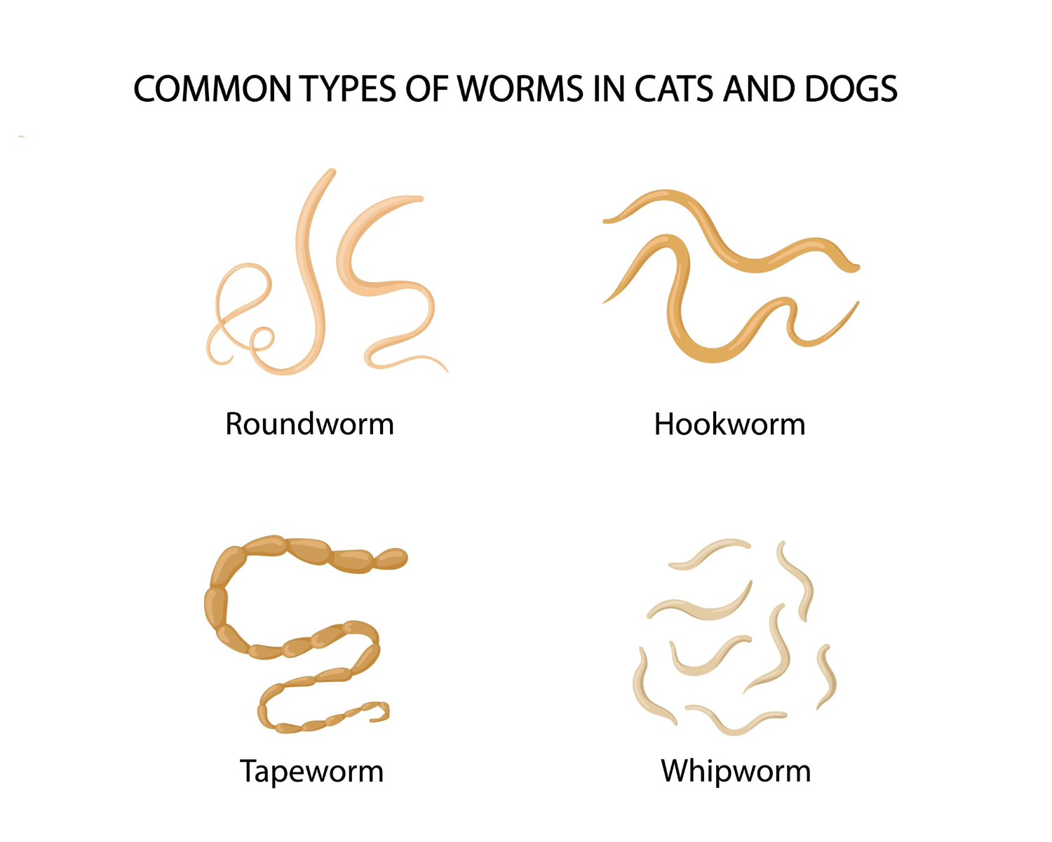 Intestinal Worms In Dogs: Know about Types of Worms