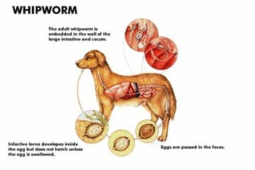 Dog Whipworm Chart
