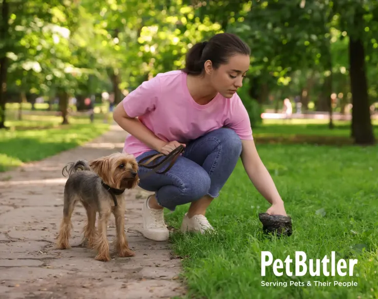 Pet owner picking up dog poop from grass with a bag while her Yorkie stands nearby on a leash.