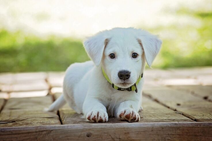 Labrador Retriever puppy laying down posing for the camera.