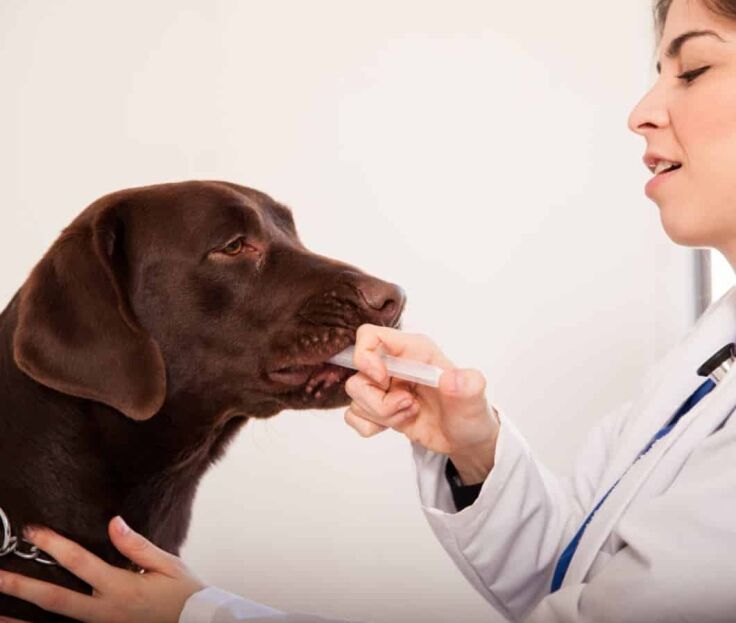 Givng dogs meds