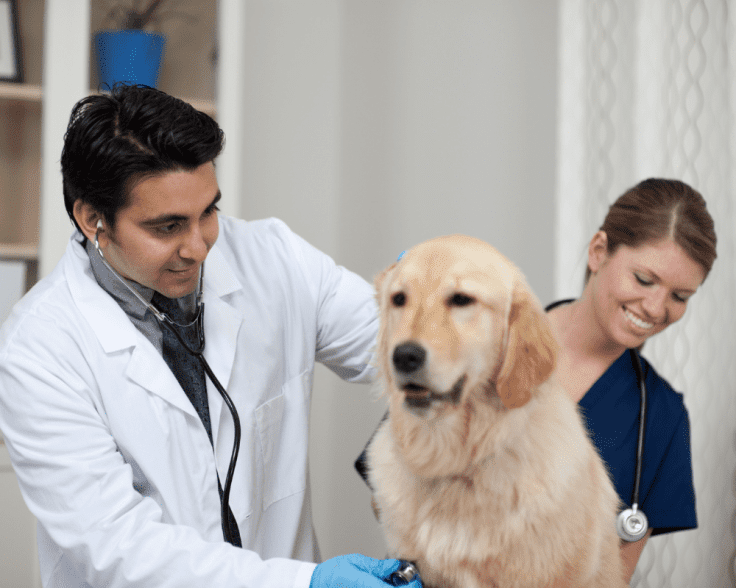 PBC Diseases the Mimic Obesity in Pets 1000x800