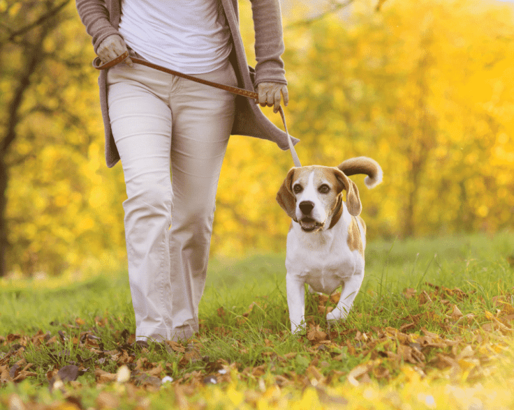 PBC How Much Exercise Does a Dog Need 1000x800