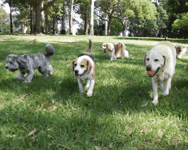 PBC Blog Dog Parks 1000x800