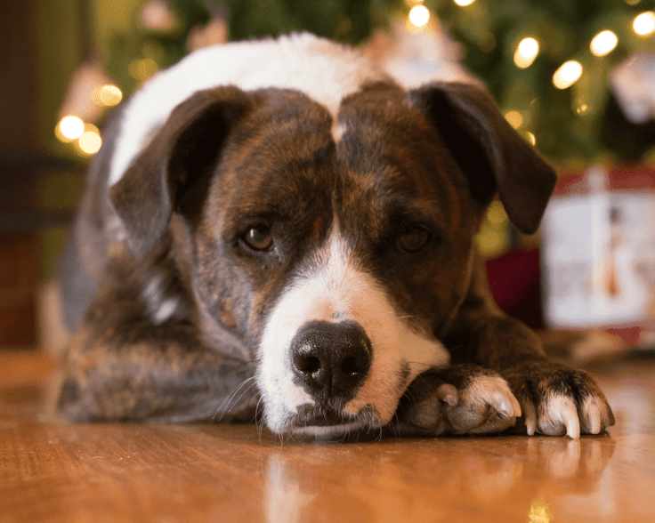 PBC A Stress Free Holiday with Your Pet 1500x1200