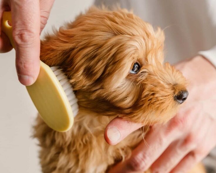 small, fluffy dog with reddish-brown fur being gently brushed by a person