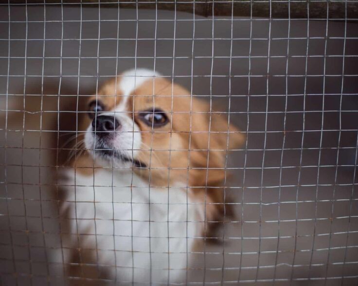 Close up of a cute, but defiant dog behind an enclosure