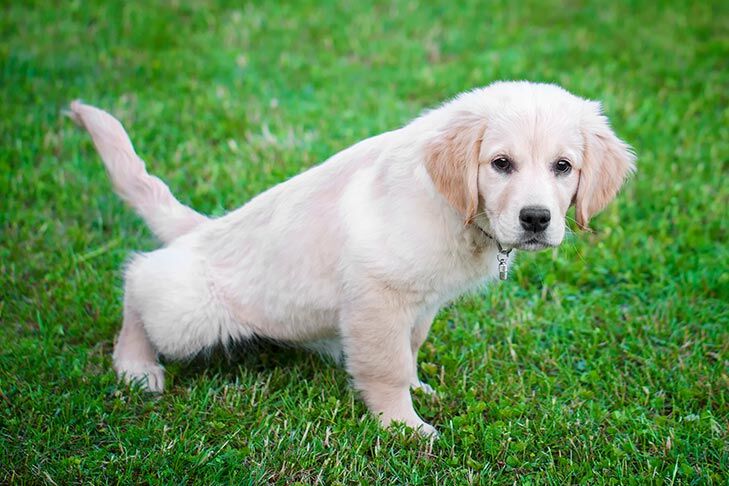 Golden Retriever female puppy peeing outdoors in the grass.