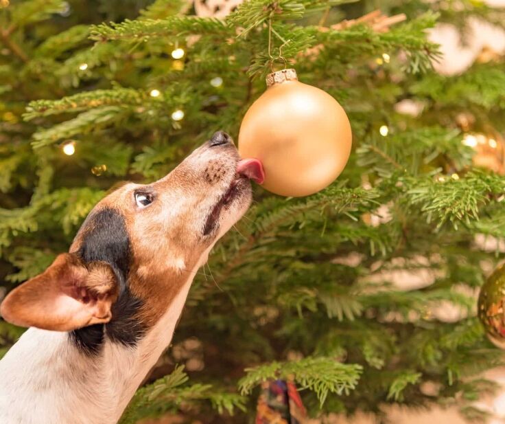 A brown and white dog licking a gold Christmas ornament hanging from a lit evergreen tree