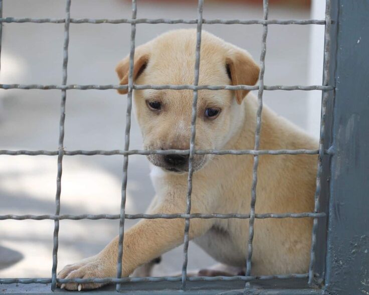 Puppy in cage