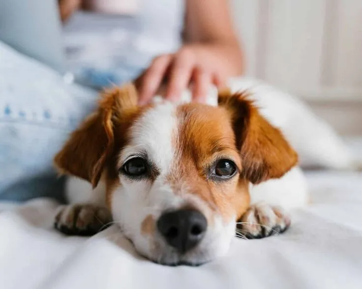 Close up of a cute dog with white and orange face
