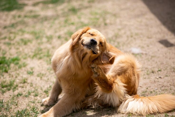 Why does my dog scratch its ears