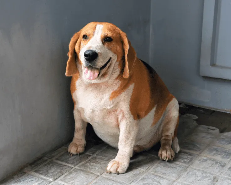 PBC How to Determine if Your Pet is Obese 1000x800