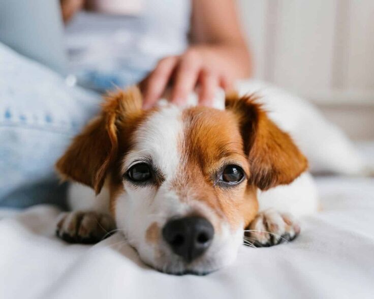 Close up of a cute dog with white and orange face