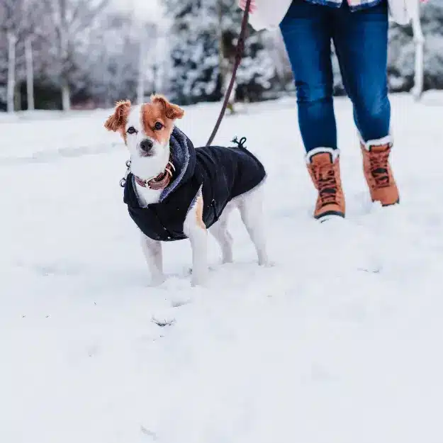 Winter Tips for Pets: Covers to Protect Dogs