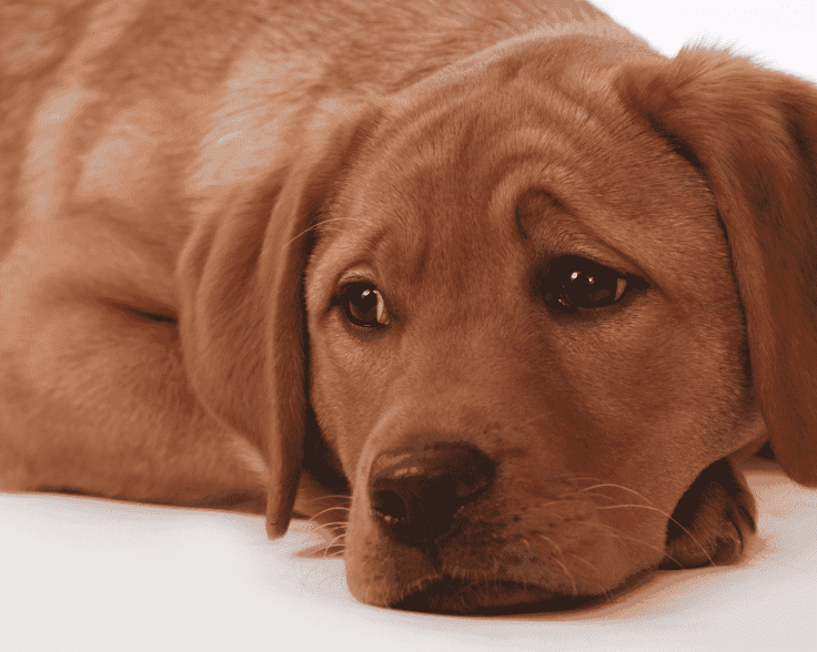 Pet Depression Image