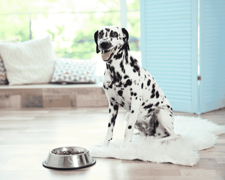 PBC Types of Dog Food 1000x800