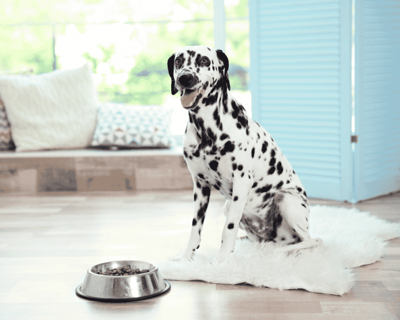 PBC Types of Dog Food 1000x800