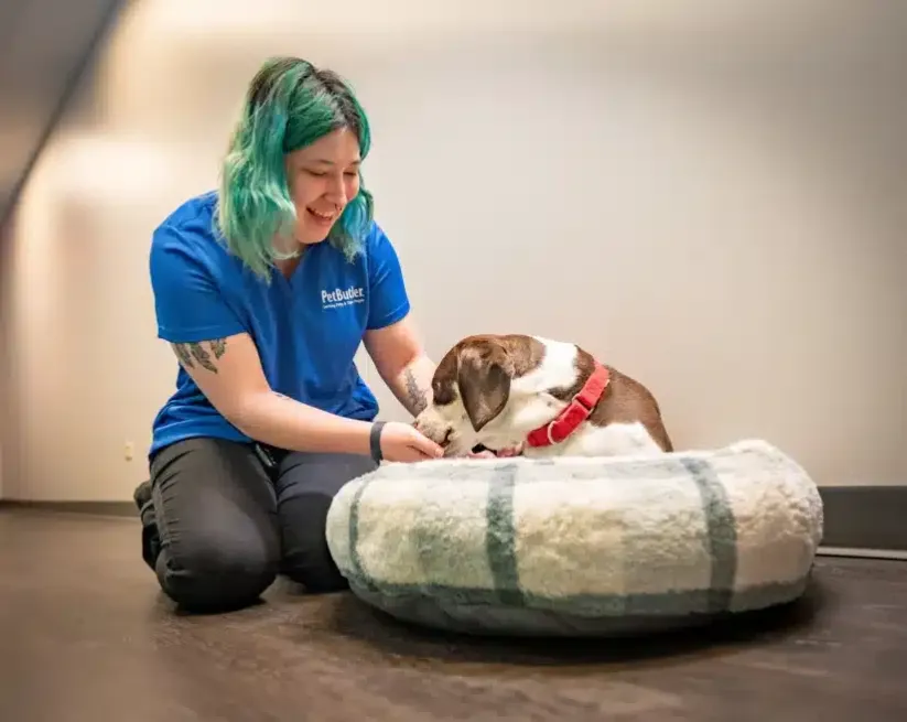 Pet Butler New City NY local manager Feeding and caring for a dog while pet sitting in a kitchen