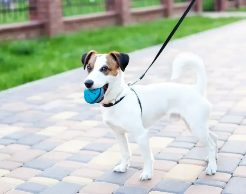 Small white and brown dog holding a blue toy in its mouth while being walked leash on a sidewalk.
