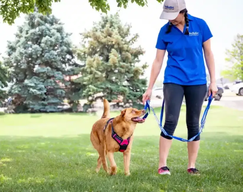 Pet Butler employee walking a dog across a green lawn on a sunny day