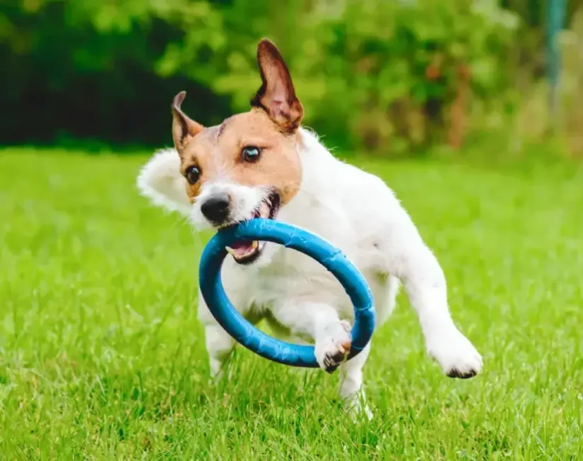 Small white and brown dog running on the grass with a blue ring toy in its mouth.