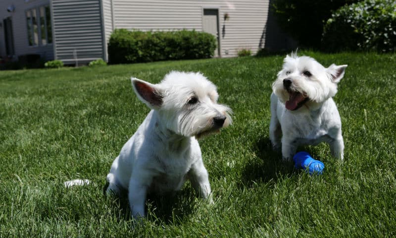 dogs