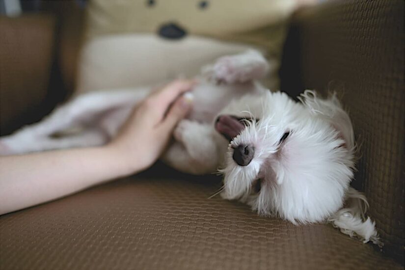 5 Benefits of giving your dog a massage