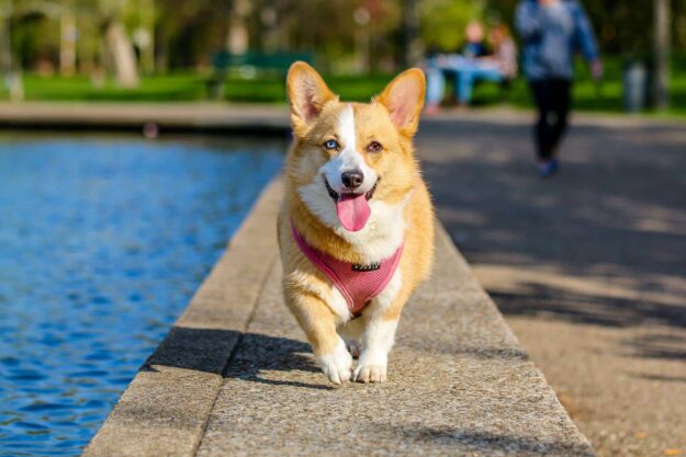 Keeping your pets safe in the summer heat