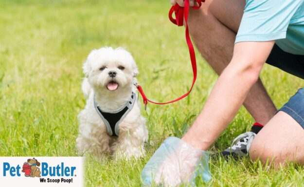What does healthy dog poop look like