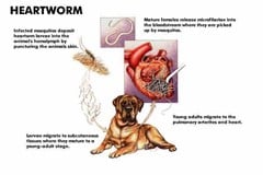 Hookworm infection in Dogs and Cats