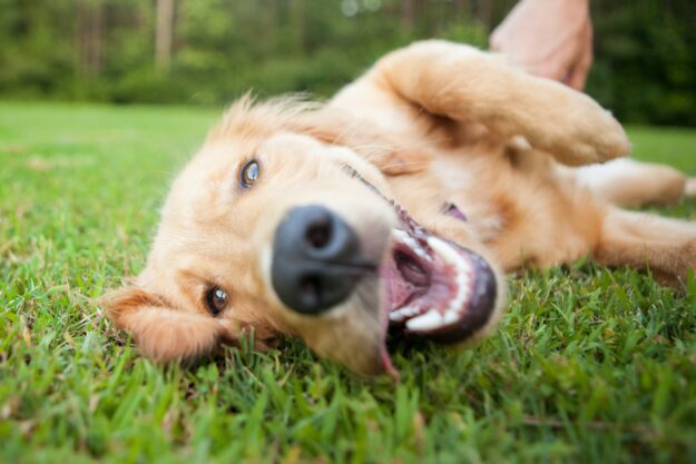 Dog in grass