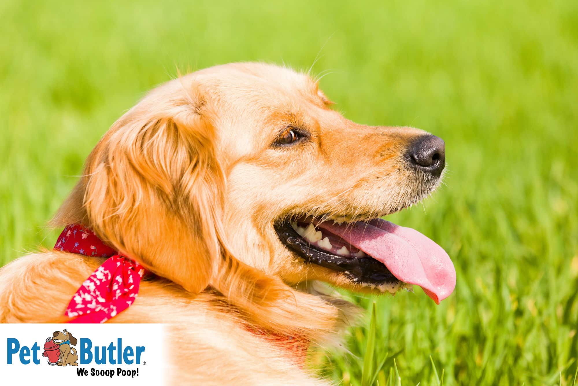 Allergy Season Symptoms and Treatment for Allergies in Dogs!