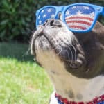 fourth of july dog