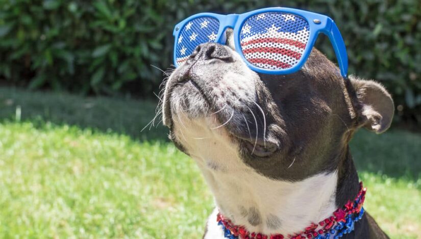 fourth of july dog