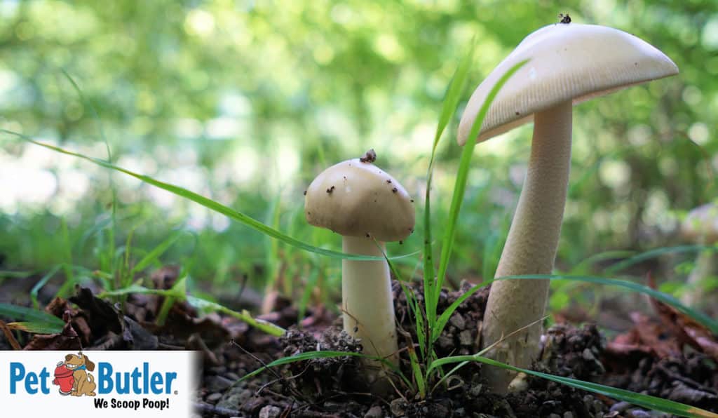 toxic mushrooms