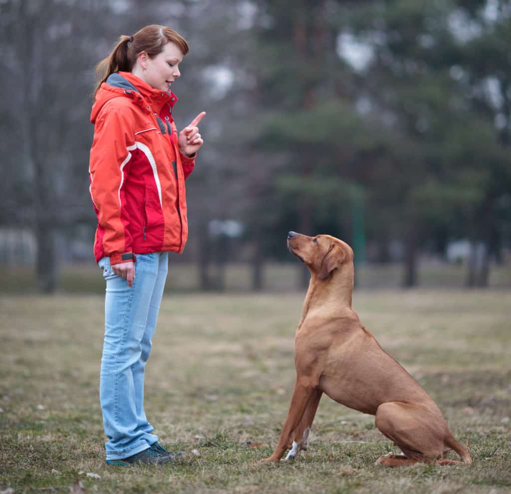 pet training