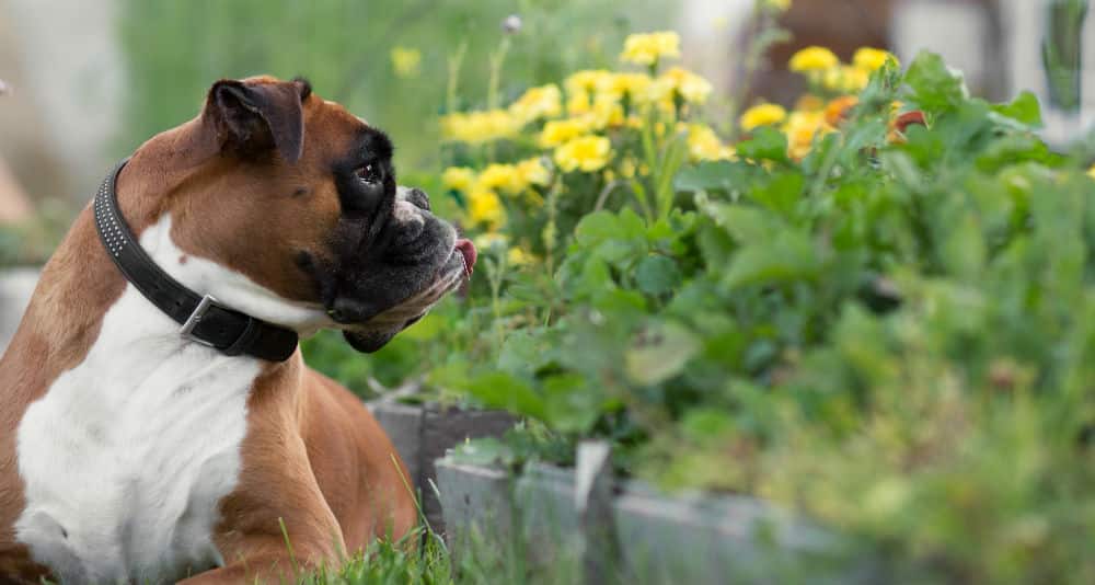toxic plants in the garden to dogs