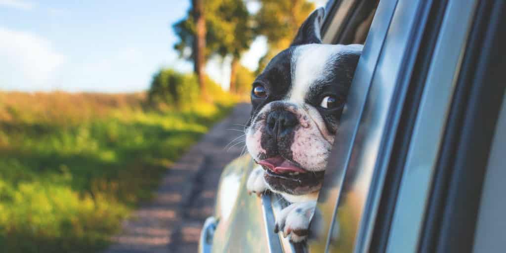 Motion sickness sales collar for dogs