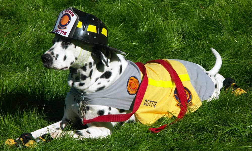 pet fire safety