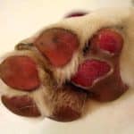 dog paws